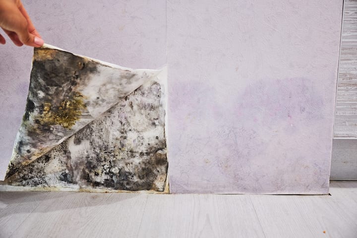 black mold removal